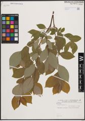 Foto von Salix caprea L.